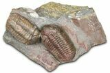 Two Austerops Trilobites - Jorf, Morocco #362874-1